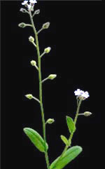Field Forget-me-not: Mature plant