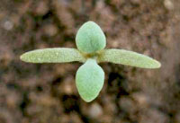 Papaver rhoeas SU-res: Seedling