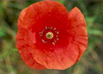 Common Poppy: Flower
