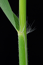 Common Reed: Hairy leaf sheath