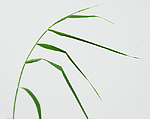 Common Reed: Mature plant