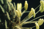 Ribwort Plantain: Flower