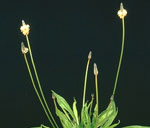 Ribwort Plantain: Mature plant