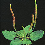 Plantago major: Mature plant