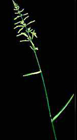 Rapgræs, alm.: Voksen plante