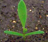 Knotgrass: Seedling