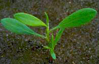 Knotgrass: Early stage