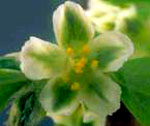 Knotgrass: Flower