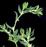 Knotgrass: Mature plant