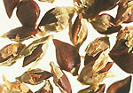 Knotgrass: Seeds