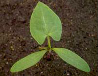 Black Bindweed: Seedling