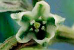 Black Bindweed: Flower