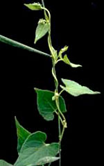Black Bindweed: Mature plant