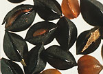 Black Bindweed: Seeds