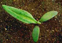 Pale Persicaria: Seedling