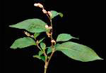 Pale Persicaria: Mature plant