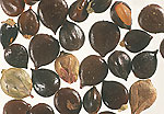 Redshank: Seeds