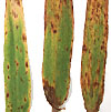 Ramularia bladplet (Ramularia collo-cygni (Rcc)): undefined