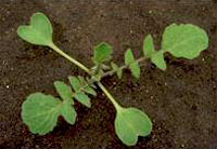 Raphanus raphanistrum L.: Seedling