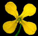 Raphanus raphanistrum L.: Flower