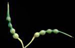 Wild Radish: Mature plant