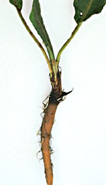 Skræppe, kruset: Plante spiret fra rodstykke<br>
fra rodstykke