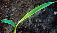 Green Bristle-grass: Very early stage