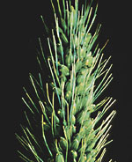 Green Bristle-grass: Spikelets