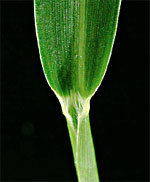 Green Bristle-grass: Leaf sheath