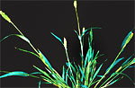 Skærmaks, grøn: Voksen plante