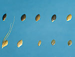 Green Bristle-grass: Seeds