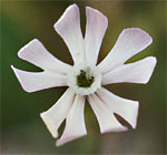 Night-flowering Catchfly: Flower