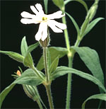 Night-flowering Catchfly: Mature plant