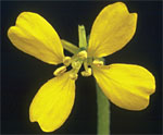 Sinapis arvensis L.: Flower