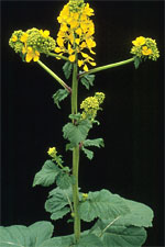 Sinapis arvensis L.: Mature plant