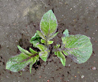 Potato: Very early stage