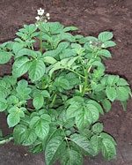 Potato: Mature plant