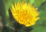 Sow-thistle: Flower
