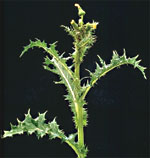 Sow-thistle: Mature plant <br><i>(Sonchus asper)</i>