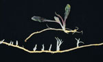 Sow-thistle: Vegetatively reproduced <br><i>(Sonchus arvensis)</i>