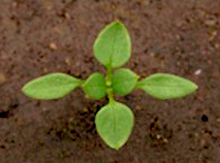 Common Chickweed ALS-res: Seedling