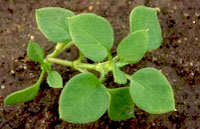 Common Chickweed: Early stage