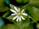 Common Chickweed SU-res: Flower