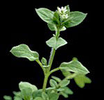 Common Chickweed SU-res: Mature plant