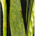 Bygrust (Puccinia hordei): undefined