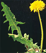 Dandelion: Mature plant