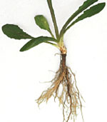 Dandelion: Vegetatively reproduced