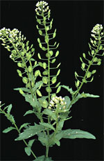 Thlaspi arvense L.: Mature plant