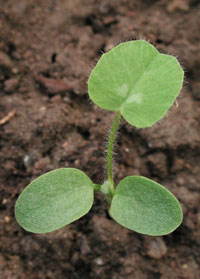 Trifolium pratense L.: Very early stage (