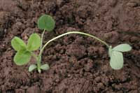 Trifolium pratense L.: Early stage